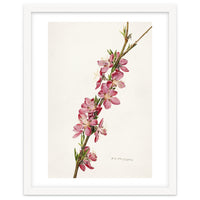 Royal Charles Steadman – Peach (Prunus persica) (1924)