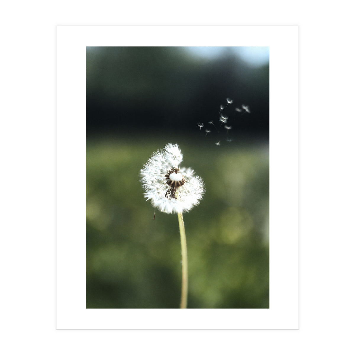 Dandelion Wish Photography (Print Only)