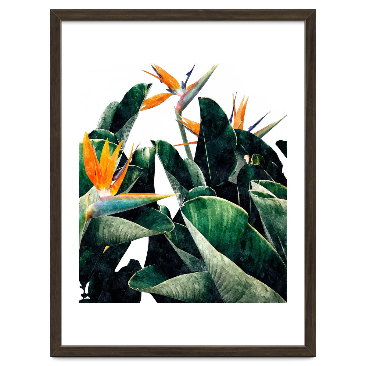 Paradise Bird, Nature Botanical Plant Floral, Tropical Garden Watercolor Painting