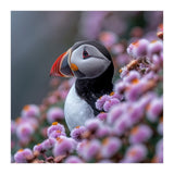 Atlantic Puffin Amidst Pink Heather Flowers (Print Only) thumbnail