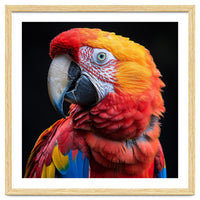 Scarlet Macaw Parrot Close Up Portrait Vivid Colors