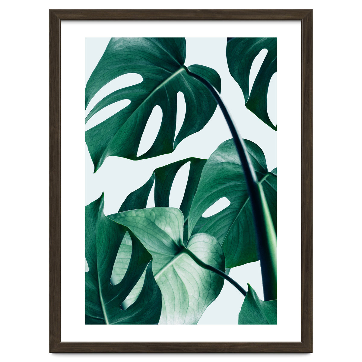 Monstera Tropical Photography Digital Art, Minimal Nature Jungle Botanical Leaves