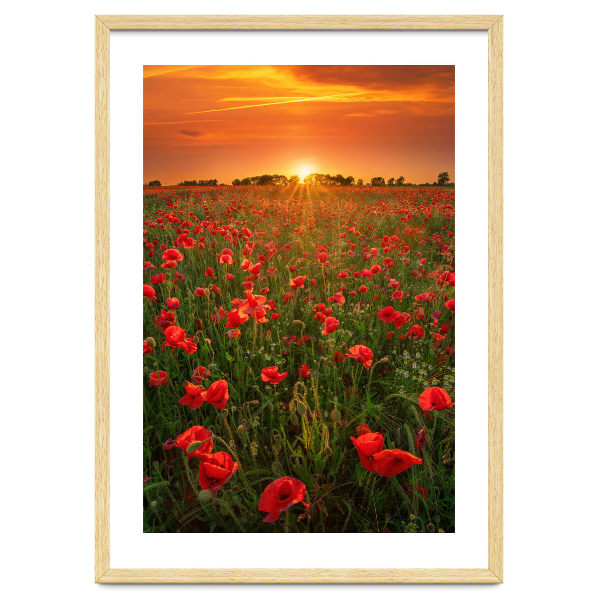 Poppies At Sunset