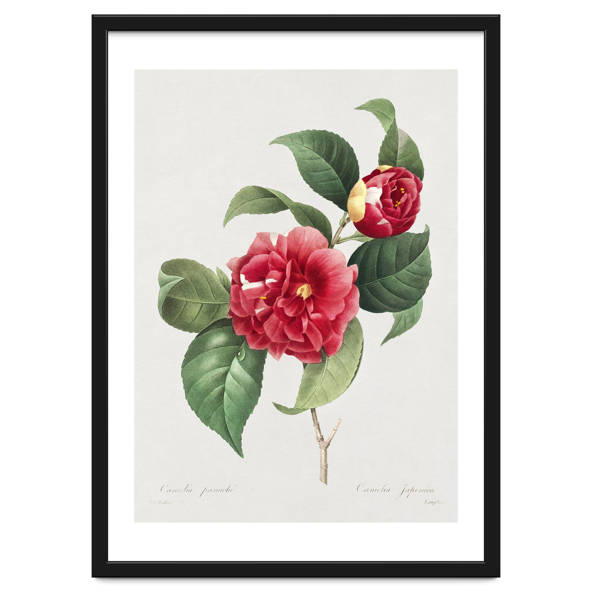 Pierre-Joseph Redouté – Finest Flowers and Fruits (1833)