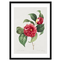 Pierre-Joseph Redouté – Finest Flowers and Fruits (1833)