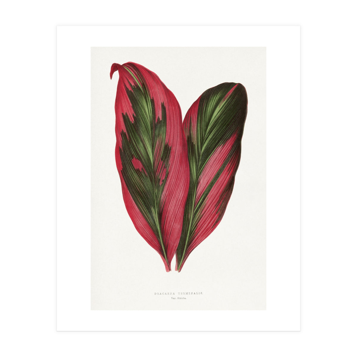 Alexander Francis Lydon & Benjamin Fawsett – Pink Dracaena Terminalis Leaf (1865) (Print Only)