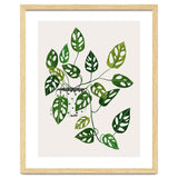 Monstera Obliqua Plant thumbnail