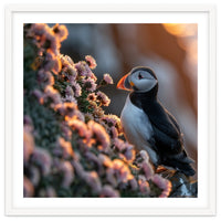 Puffin Bird On Rocks Near Pink Flowers At Sunset