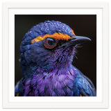 Close Up Portrait Of A Vibrant Exotic Bird thumbnail