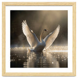 Graceful Swan Spreading Wings On Sparkling Water thumbnail