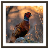 Pheasant Bird Standing On Rock Sunrise Light thumbnail