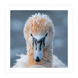Majestic Swan Covered In Frost And Snow (Print Only) thumbnail