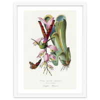 Paul Gervais – Hummingbird Painting (1842)