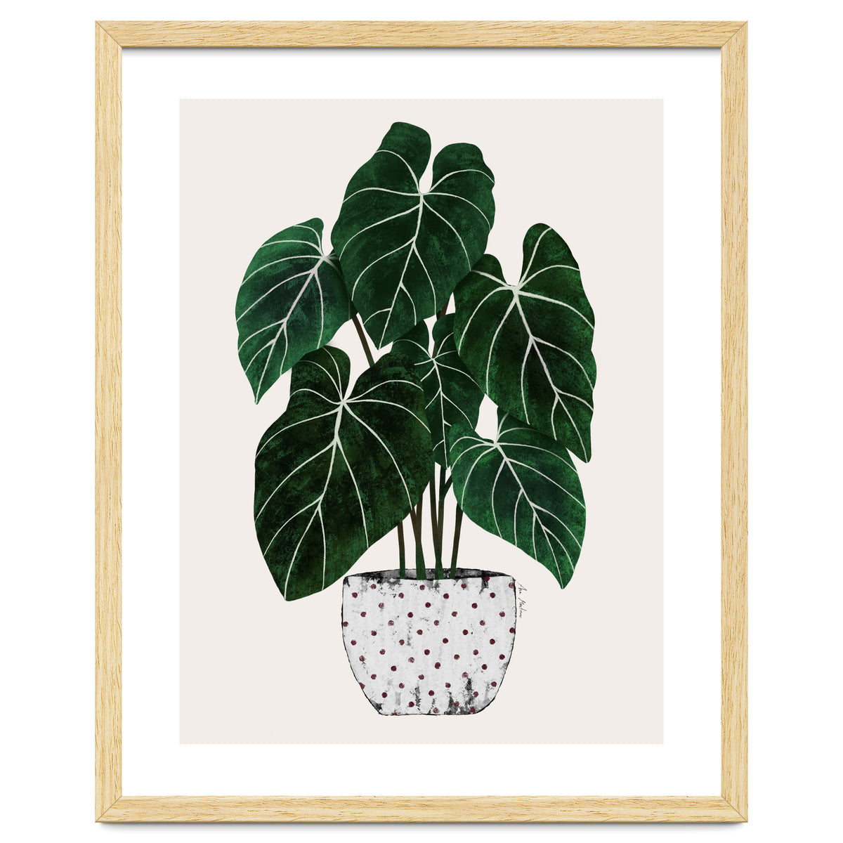 Philodendron Plant
