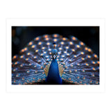 Close Up Peacock Showing Its Beautiful Feathers (Print Only) thumbnail