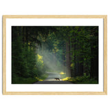 Wolf in the Netherlands thumbnail
