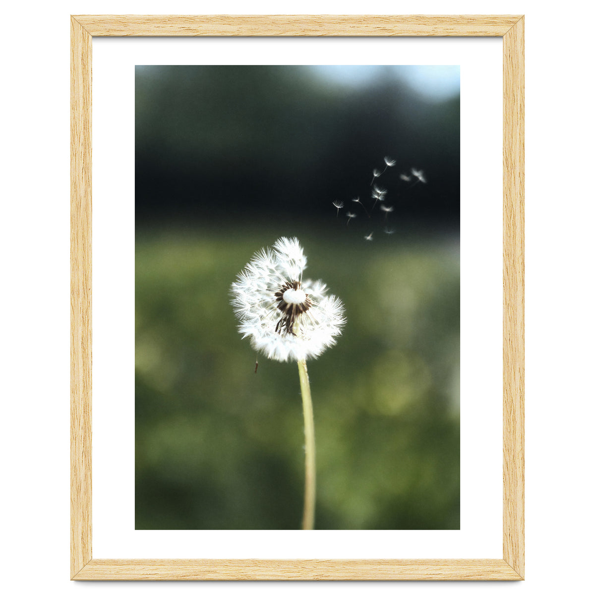 Dandelion Wish Photography