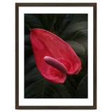 Red Anthurium Flower thumbnail