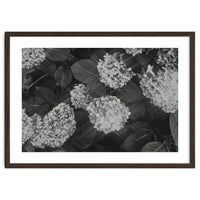 Hydrangeas | Black & White Landscape