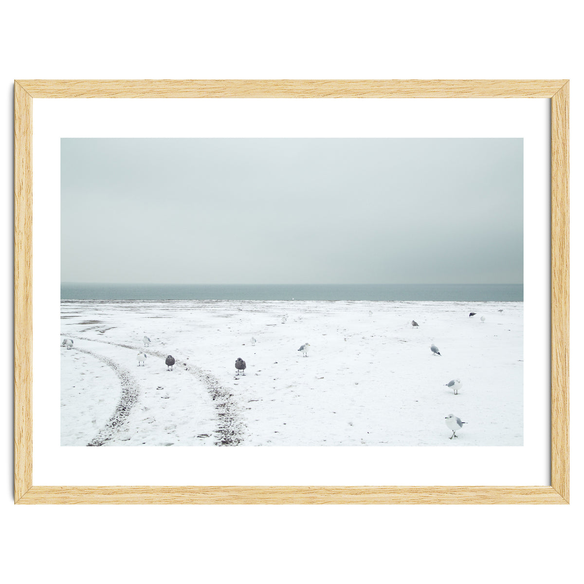 Seagulls in the winter snow beach