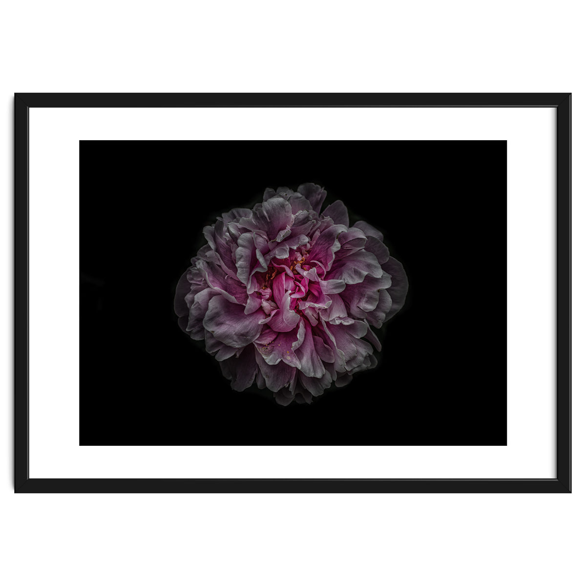 Backyard Flowers No 116 Color Version