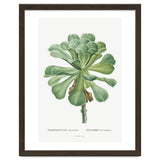 Pierre-Joseph Redouté – Sempervivum Canariense (1799) thumbnail