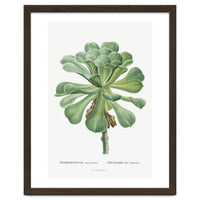 Pierre-Joseph Redouté – Sempervivum Canariense (1799)