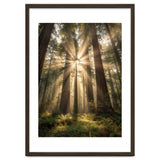 Ethereal Redwood Sanctuary: Sunbeams in the Ancient Forest thumbnail