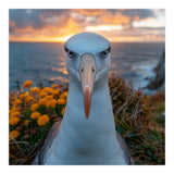 Albatross Bird With Intense Gaze By The Sea (Print Only) thumbnail
