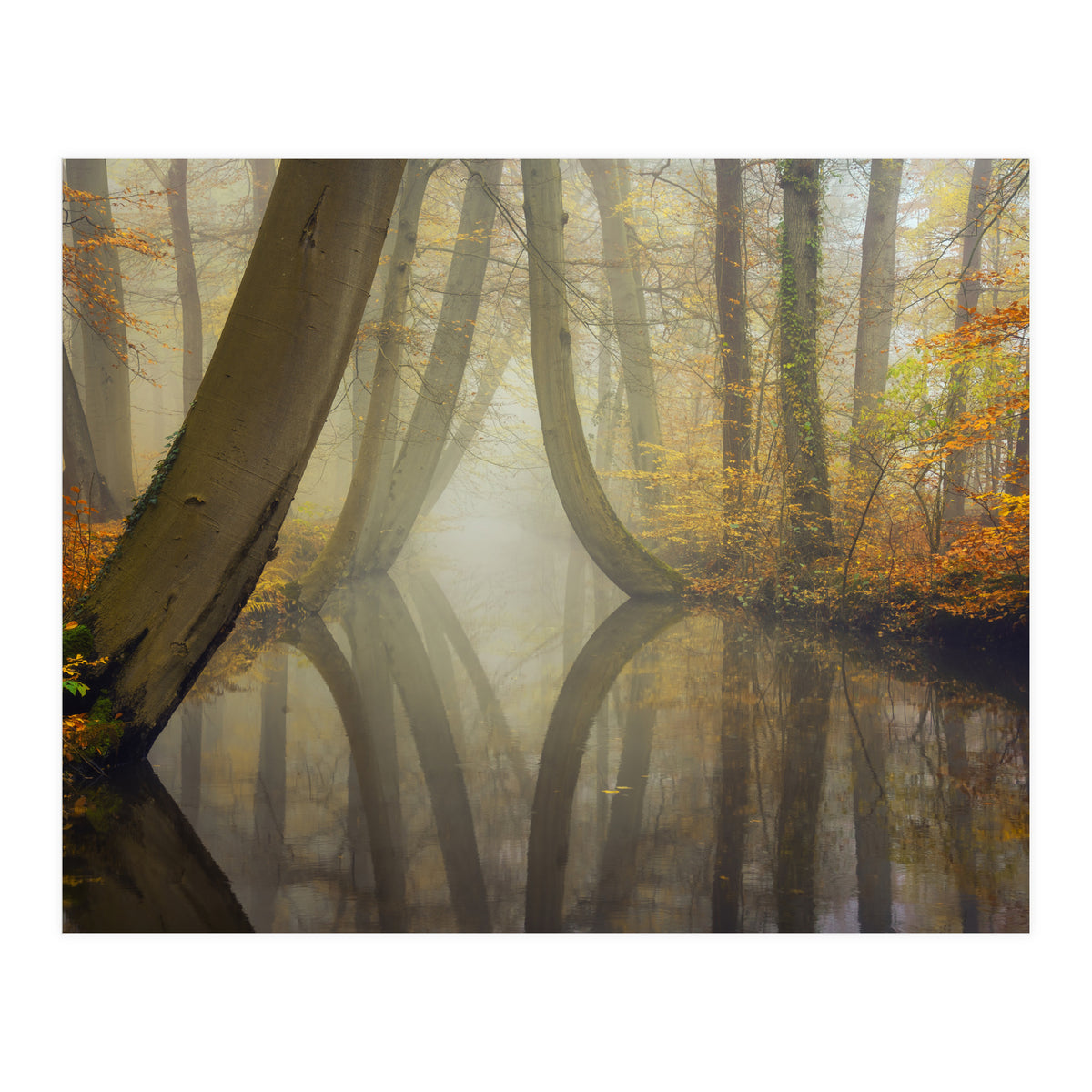 Bent trees in autumn (Print Only)