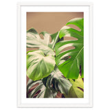 Monstera Mix thumbnail
