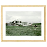 Sheep with a farmhouse - Iceland thumbnail