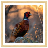 Pheasant Bird Standing On Rock Sunrise Light thumbnail