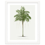 Oswald de Kerchove de Denterghem – Vintage Palm Tree Illustration (1878) thumbnail