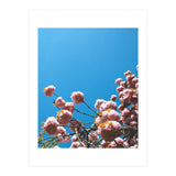 Pink Summer (Print Only) thumbnail