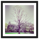 Tree Of Dreams thumbnail