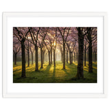 Blooming cherry trees in soft morning light thumbnail