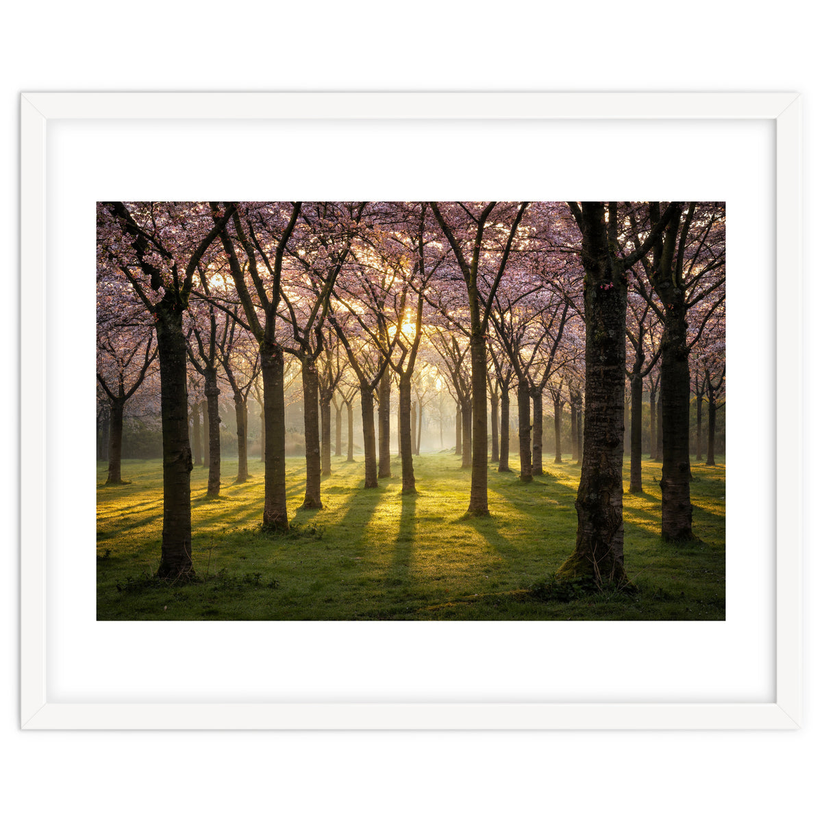 Blooming cherry trees in soft morning light