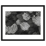 Hydrangeas | Black & White Landscape thumbnail