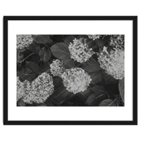 Hydrangeas | Black & White Landscape