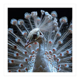 Albino Peacock Displaying White Feathers (Print Only) thumbnail