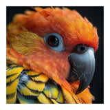 Close Up Of A Sun Conure Parrot's Head (Print Only) thumbnail