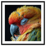 Close Up Of A Sleeping Sun Conure Parrot thumbnail