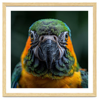 Blue And Gold Macaw Face Focused Portrait
