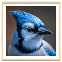 Close Up Portrait Of A Blue Jay Bird