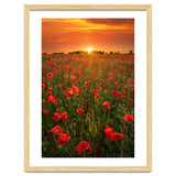 Poppies At Sunset thumbnail