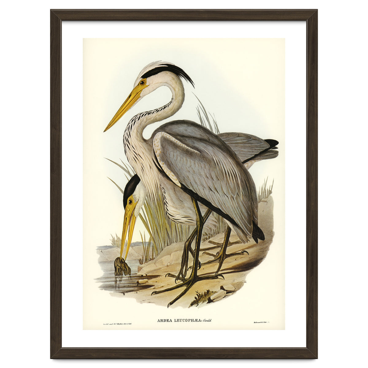 Elizabeth Gould – Great Grey Heron (Ardea leucophaea) | Birds of Australia Illustration