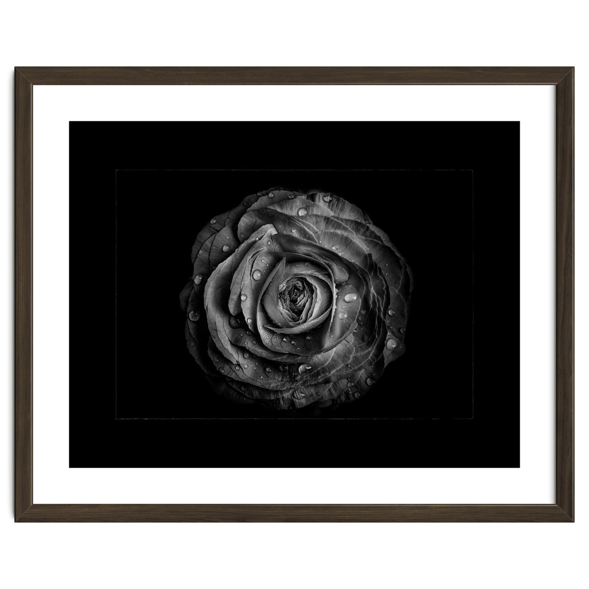 Backyard Flowers In Black And White No 72 with Border