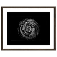Backyard Flowers In Black And White No 72 with Border