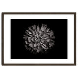 Backyard Flowers In Black And White No 79 thumbnail